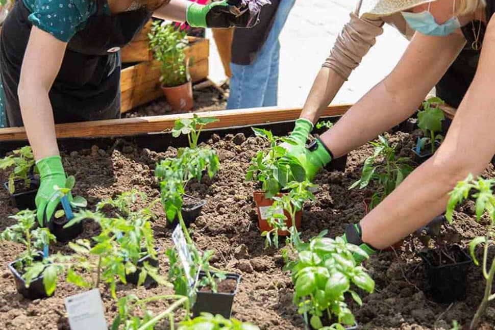 potager de l'agence Couronnes