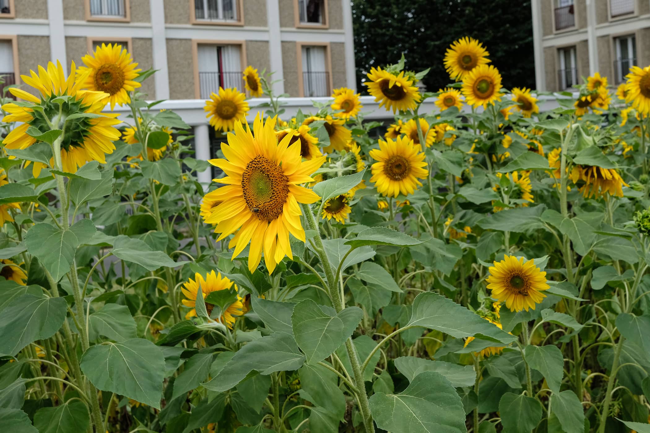 Champ de tournesol