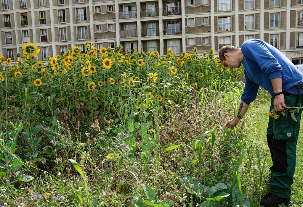 Un jardinier dans le champ de tournesol