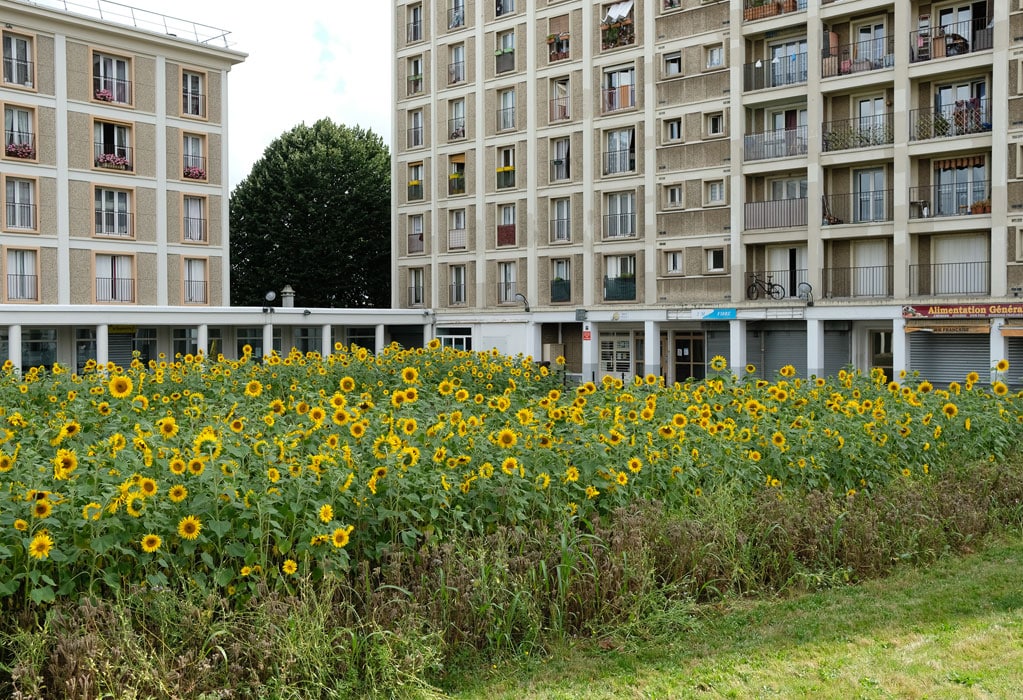 Vue large du champ de tournesol à Malakoff (92)