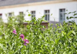 Paris Habitat récompensé du label Ecojardin pour son "Plan Nature en Ville"