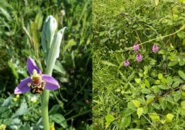 L’orchidée sauvage : reine de nos espaces verts