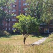 Débitumer et végétaliser pour mieux vivre l'été